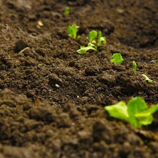 Compost and plants